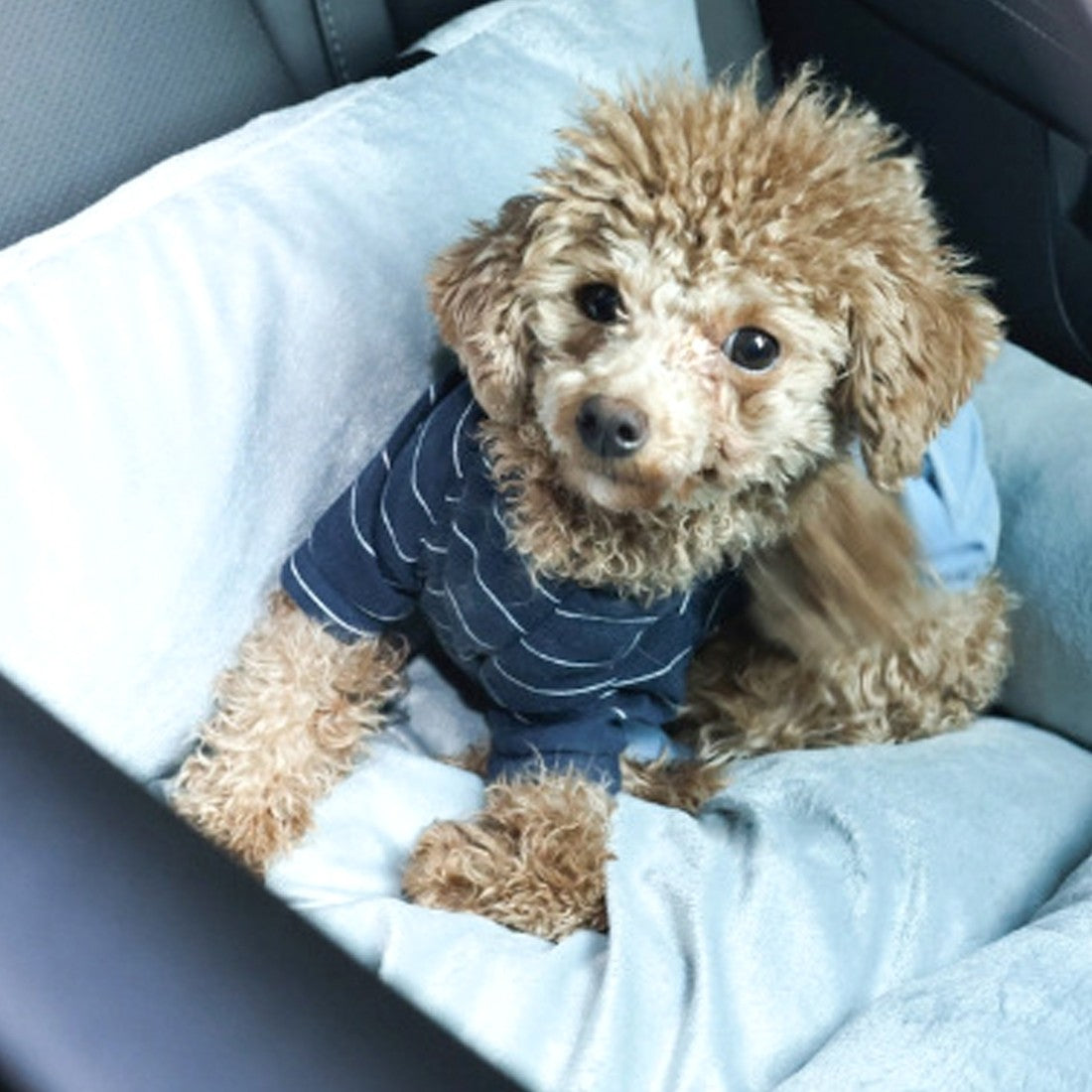 Dog car booster seat dimensions, 55 cm wide by 40 cm deep by 30 cm high